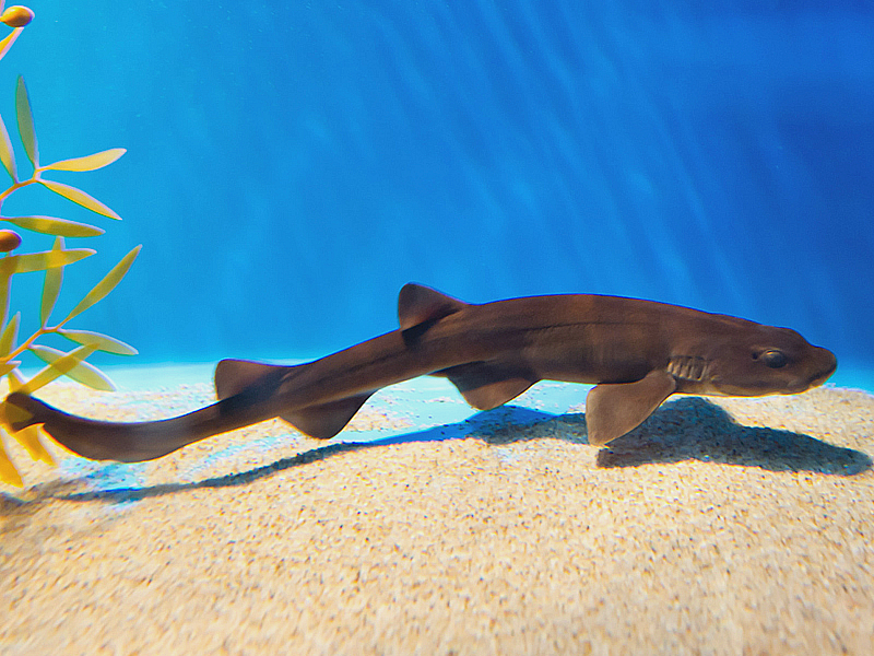 ฉลามขี้อายสีน้ำตาล Haploblepharus fuscus