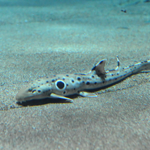 epaulette shark