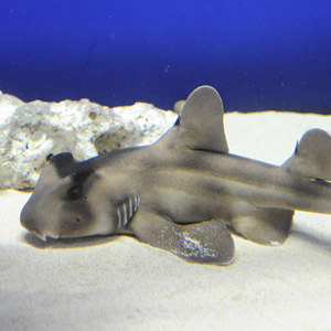 crested bullhead shark