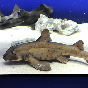 horn shark