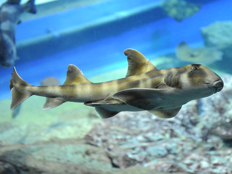 Cá mập mèo Heterodontus japonicus