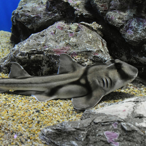 port jackson shark