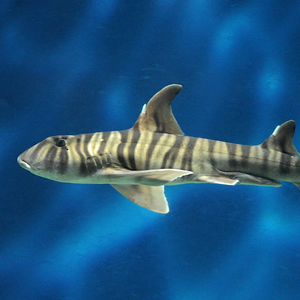 striped shark