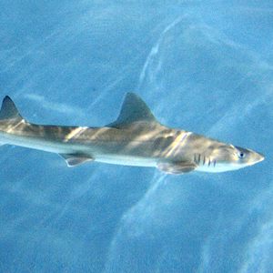 smooth hound