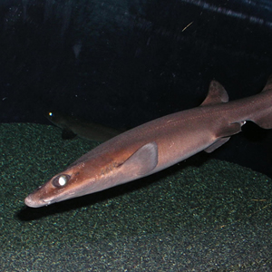 newt shark