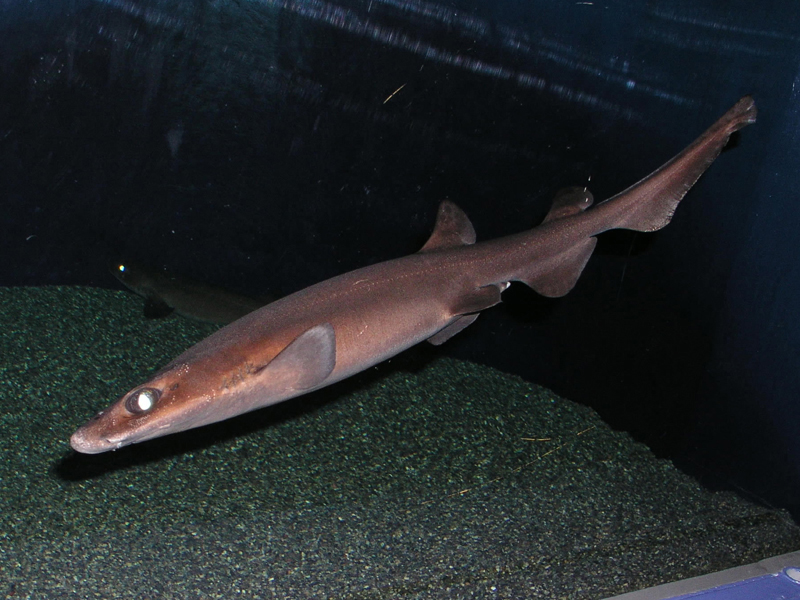 Newt shark Paramaturus pilosus