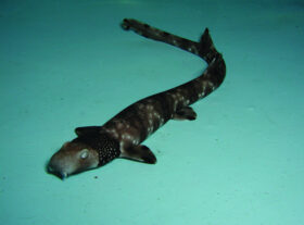 ネックレスカーペットシャーク アクアワールド茨城県大洗水族館【公式】