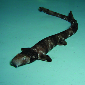 necklace carpet shark
