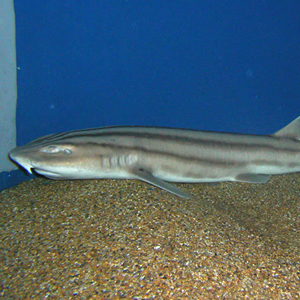 striped cat shark