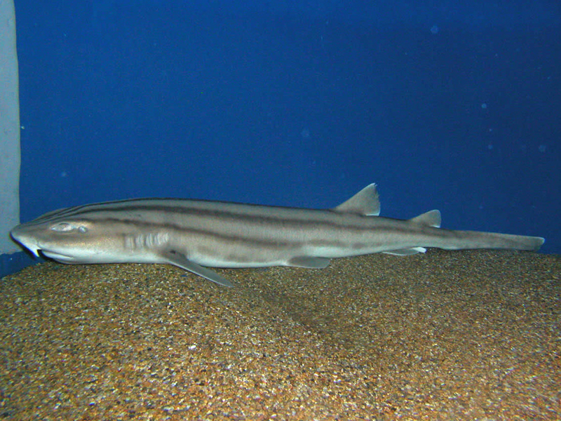 Cá mập mèo sọc Poroderma africanum