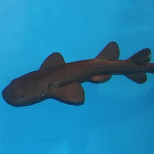 short tailed nurse shark