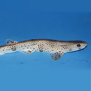 small spotted cat shark
