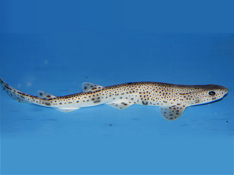 cá nhám mèo đốm nhỏ Scyliorhinus canicula