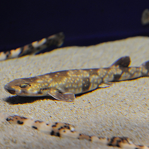 Cloudy catshark