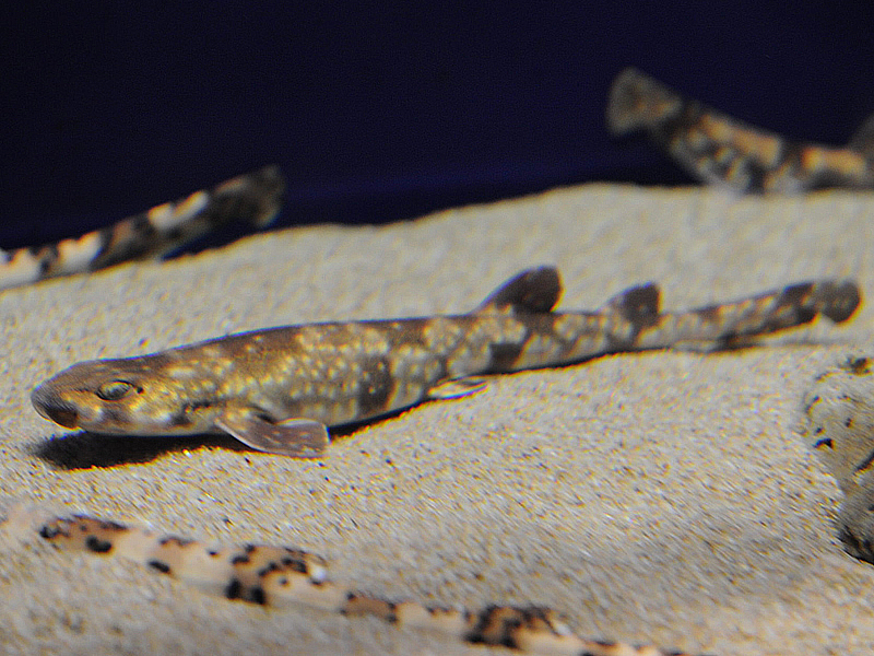 cá mập hổ Scyliorhinus torazame