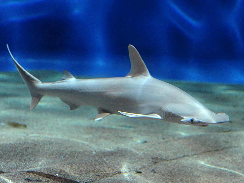 Cá mập đầu Bonnet Sphyrna tiburo