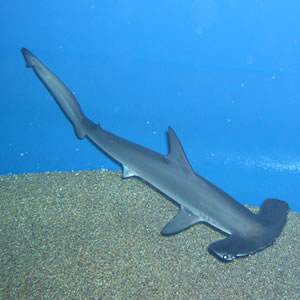 Hammerhead shark