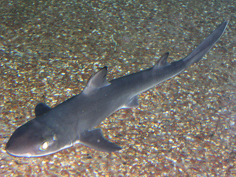 Cá mập Squalus mitsukurii