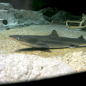 Spiny dogfish