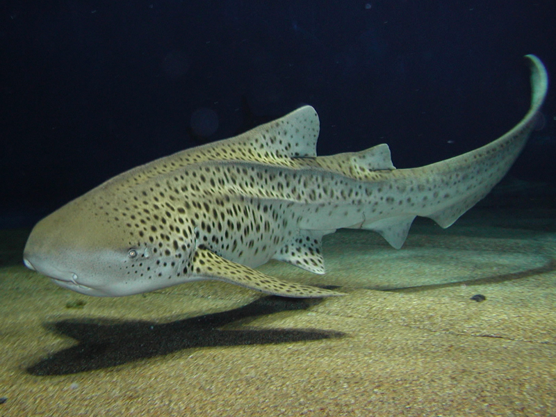 Cá mập hổ Stegostoma fasatum