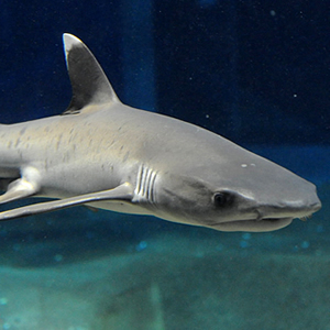 Whitetip reef shark