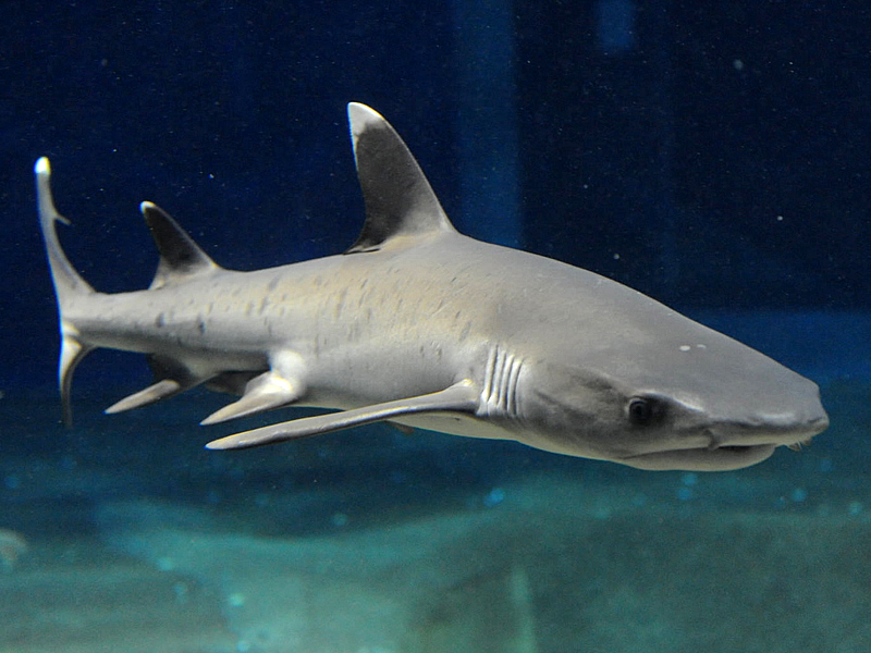 Cá mập đầu trắng Triaenodon obesus