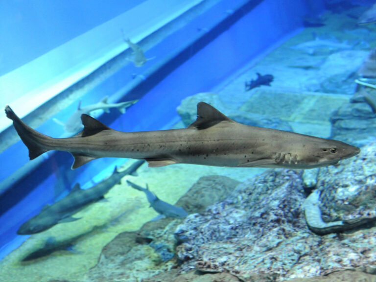 dochi-shark-aqua-world-ibaraki-prefecture-oarai-aquarium-official