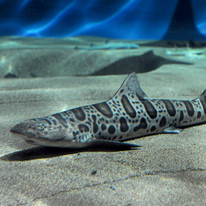 leopard shark