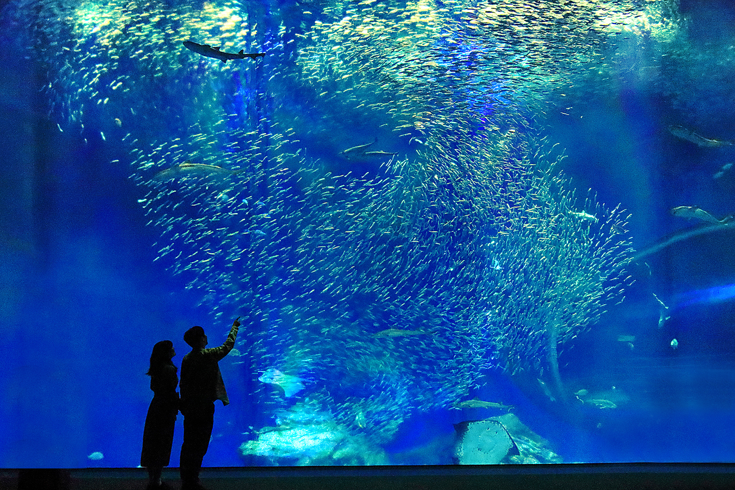 大洗水族館出会いの海ゾーン Sea life of Ibaraki