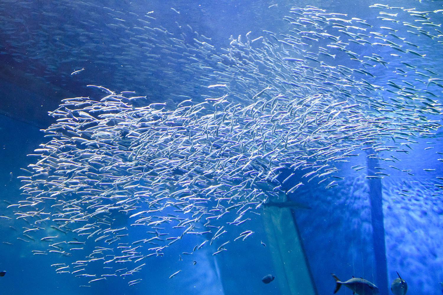 出会いの海ゾーン Sea life of Ibaraki