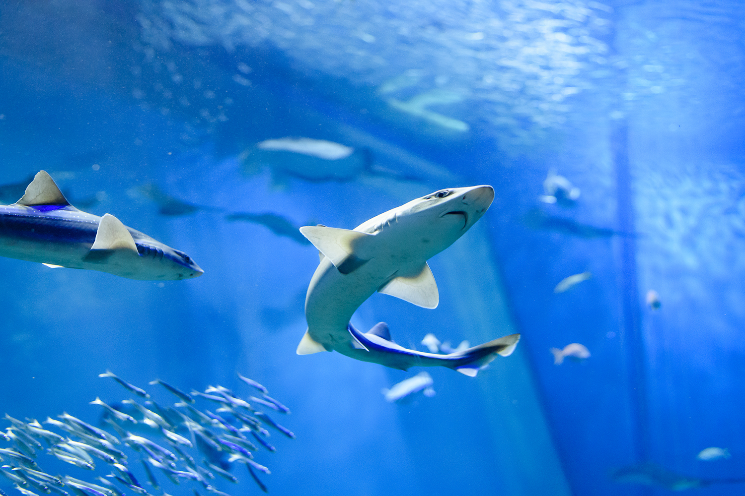 大洗水族館みどころ