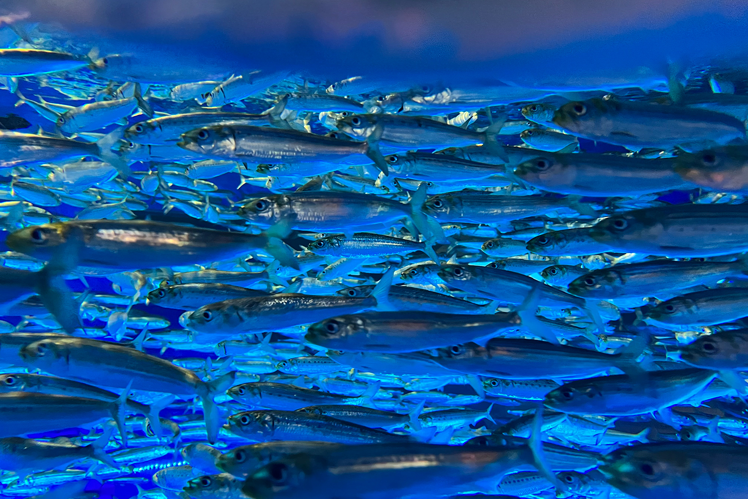 Encounter Sea Zone Sea life of Ibaraki