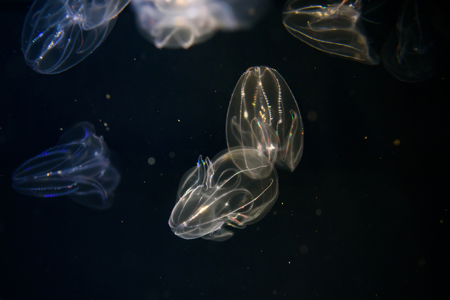 신비의 바다 구역 Mystic Sea