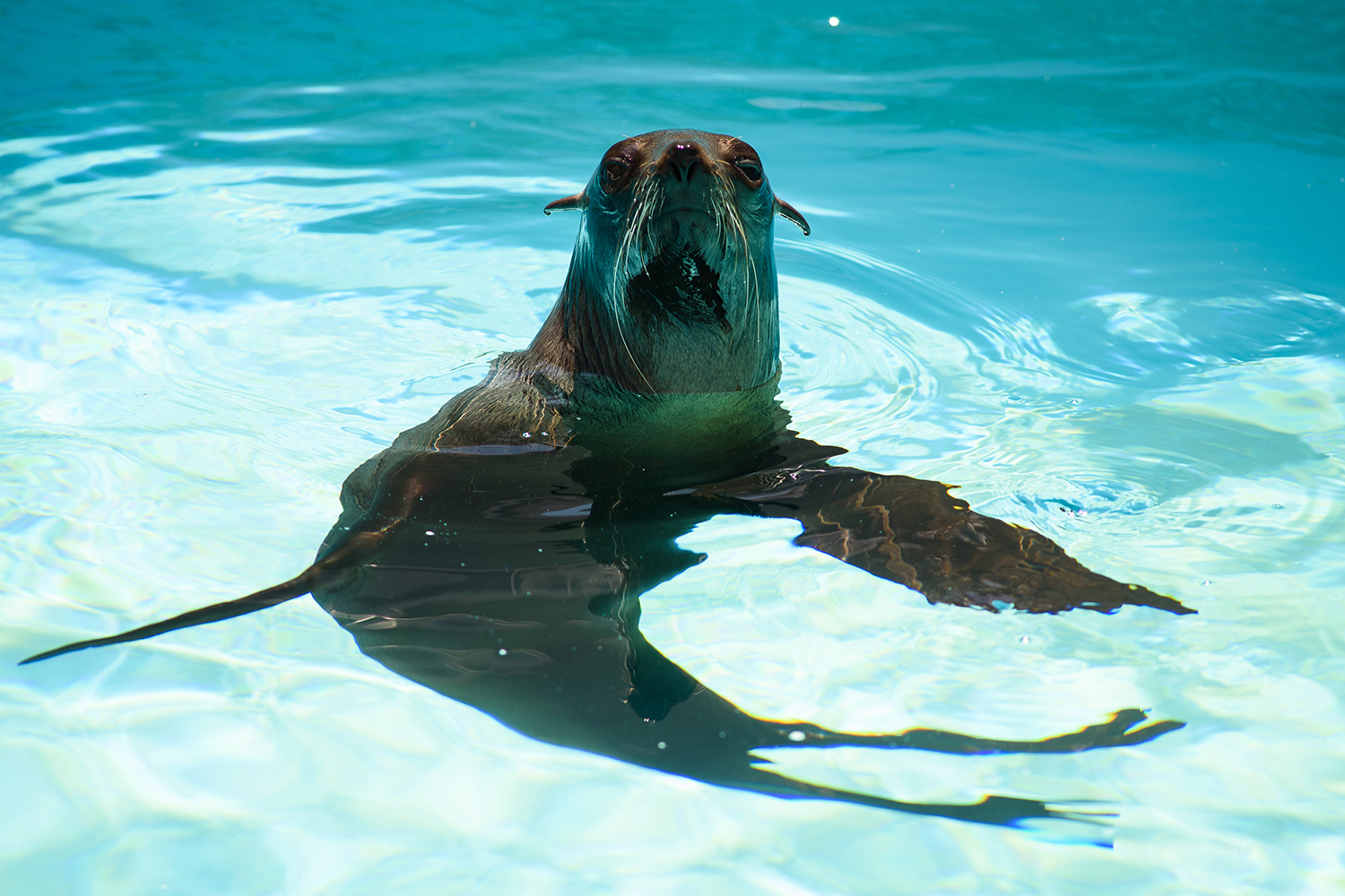 Ocean Zone trước đại dương