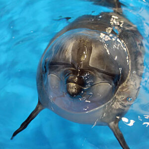 2020年2月22日星期六 海豚繁殖体验
