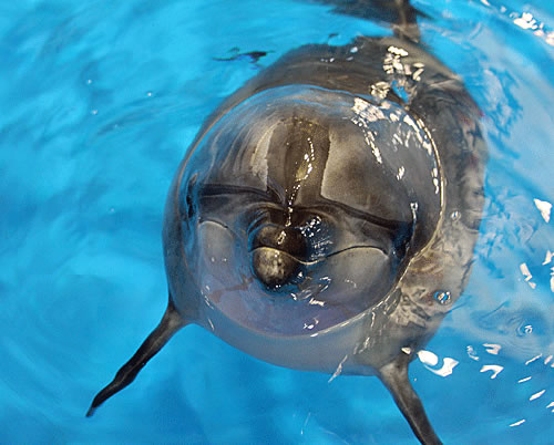 Dolphin breeding experience