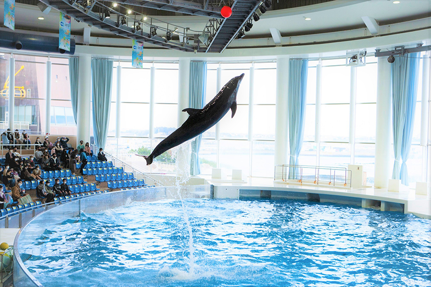 大洗水族館イルカ・アシカオーシャンライブ