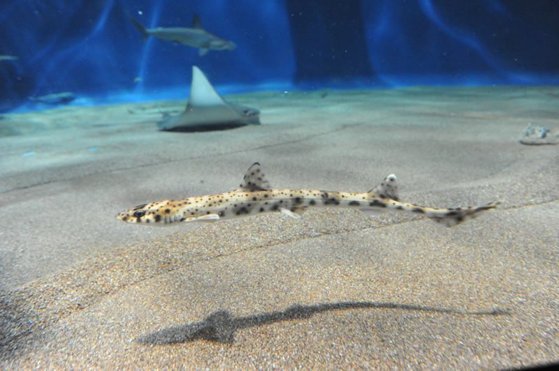 Cá mập Thái Bình Dương Proscyllium habereri