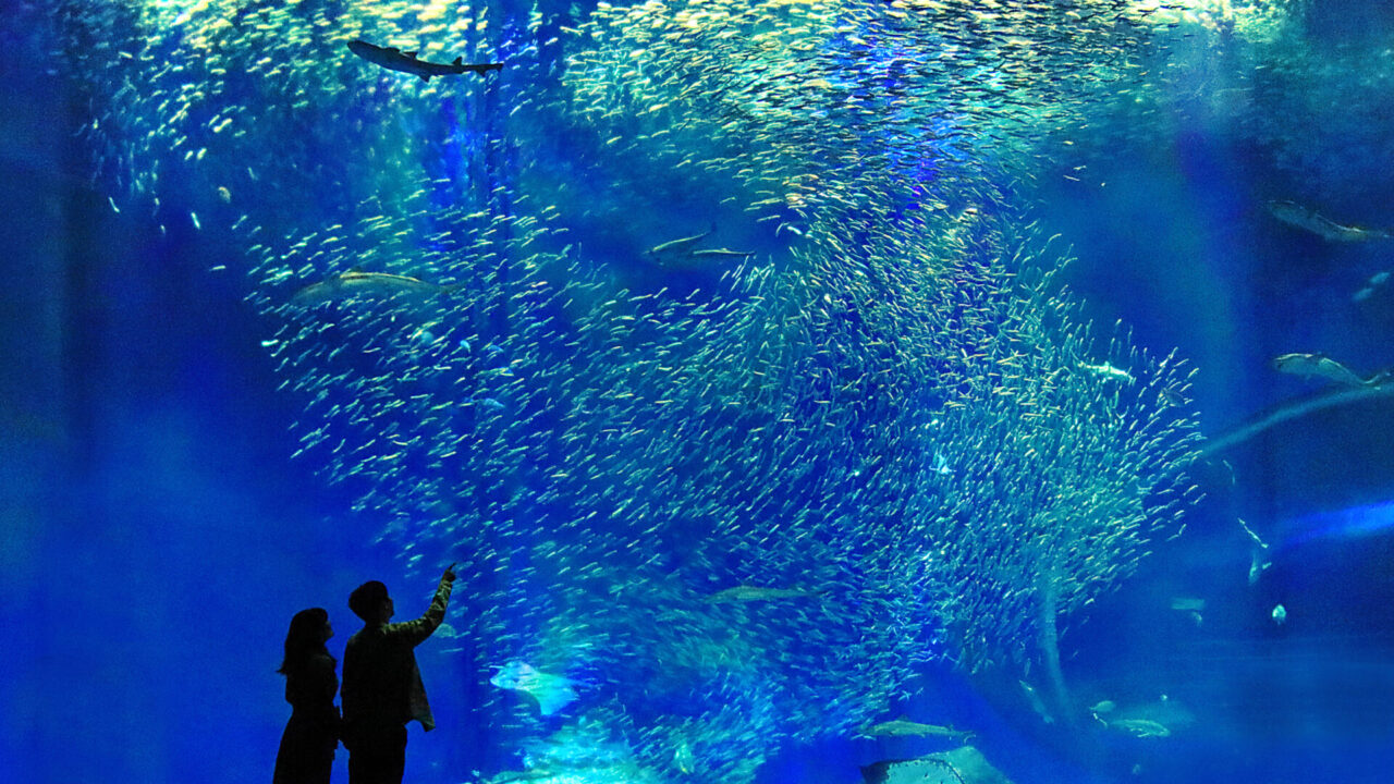 พิพิธภัณฑ์สัตว์น้ำ Aqua World Oarai