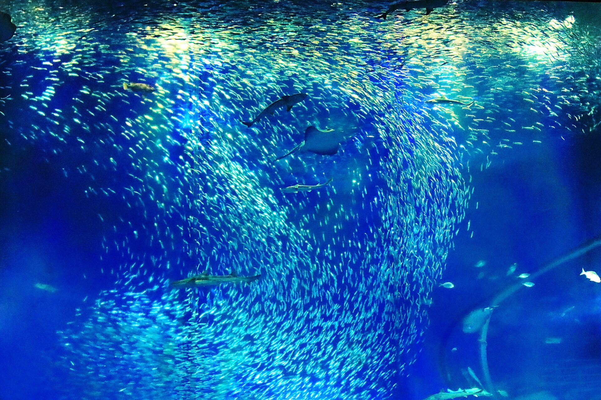 Spring Aqua World Oarai ชมซากุระกับปลา♪