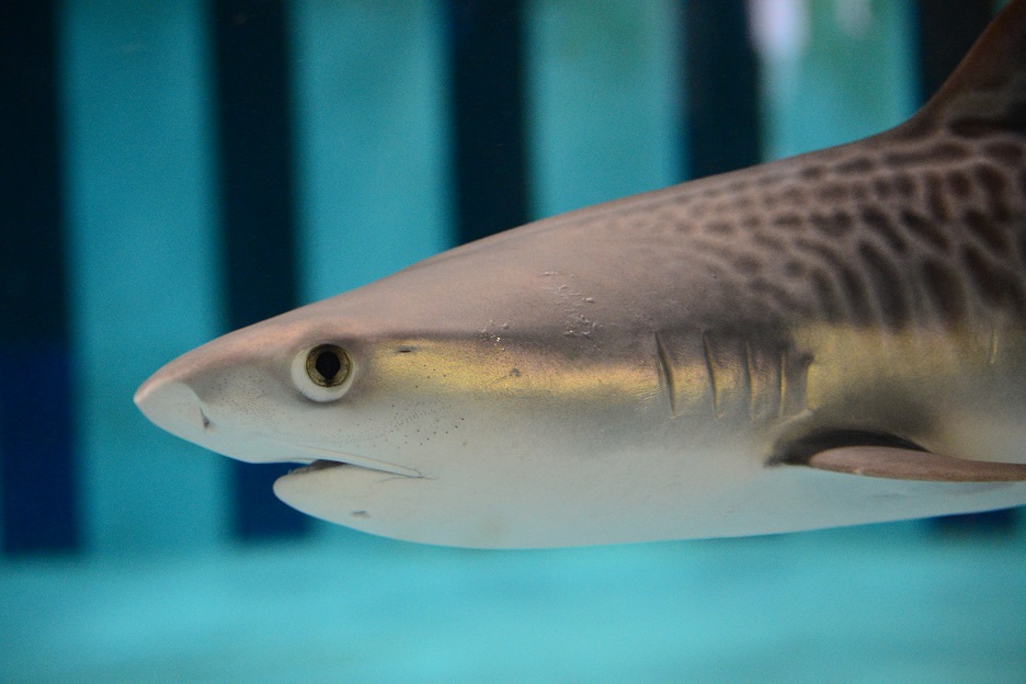 Notice of suspension of tiger shark exhibition