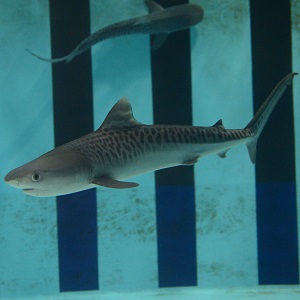 Tiger shark