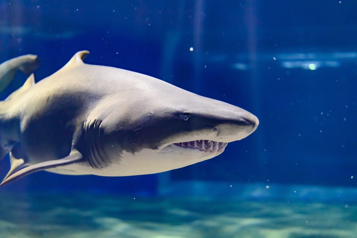 リニューアルオープン♪『ワクワクひろば』 | アクアワールド茨城県大洗水族館【公式】