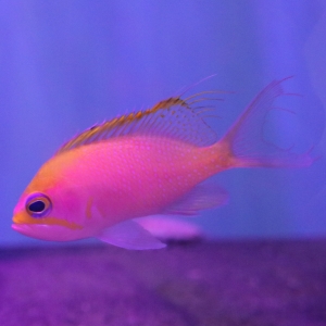 Triển lãm Sweetfish bắt đầu