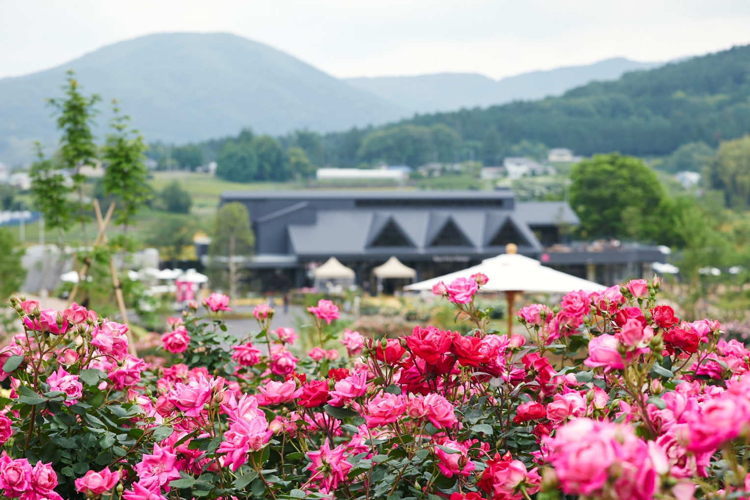 "Blooming Aqua World Oarai ~ Spring ~" สปริงโรสแทงก์