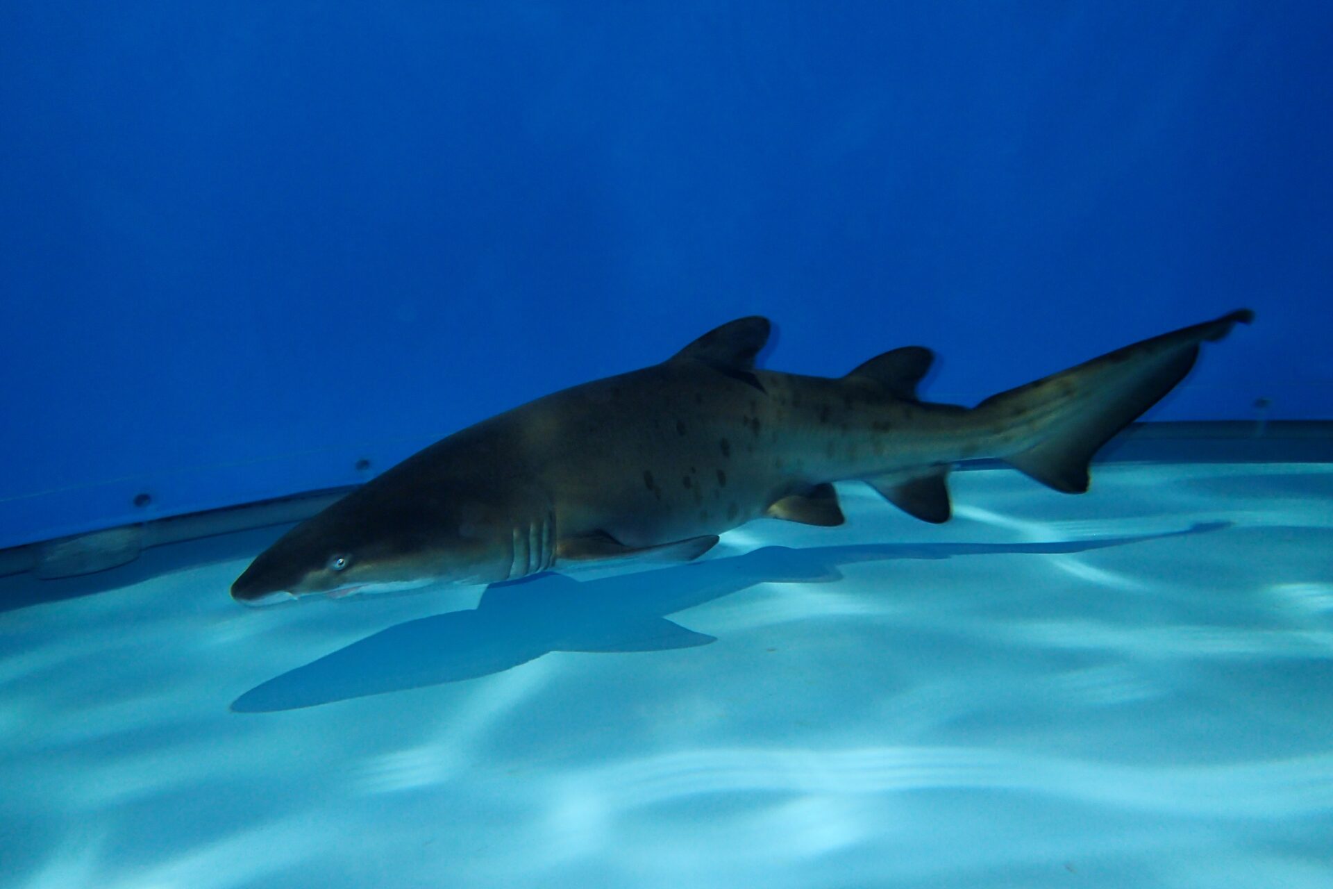 About death of sand tiger shark (individual number: No.10)