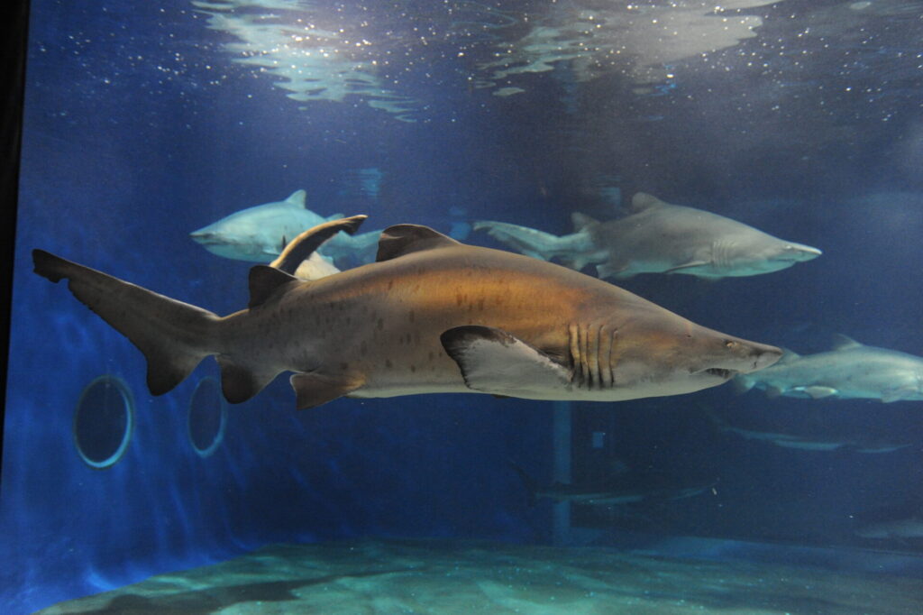 シロワニ幼魚（個体番号：No.10）の死亡について | アクアワールド茨城県大洗水族館【公式】