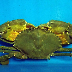 Bắt đầu triển lãm