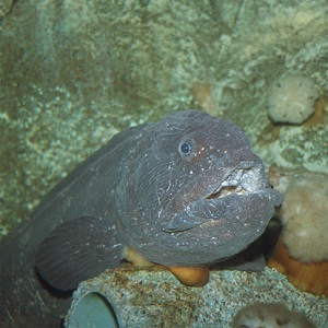 Comienzo de la exhibición de Wolffish