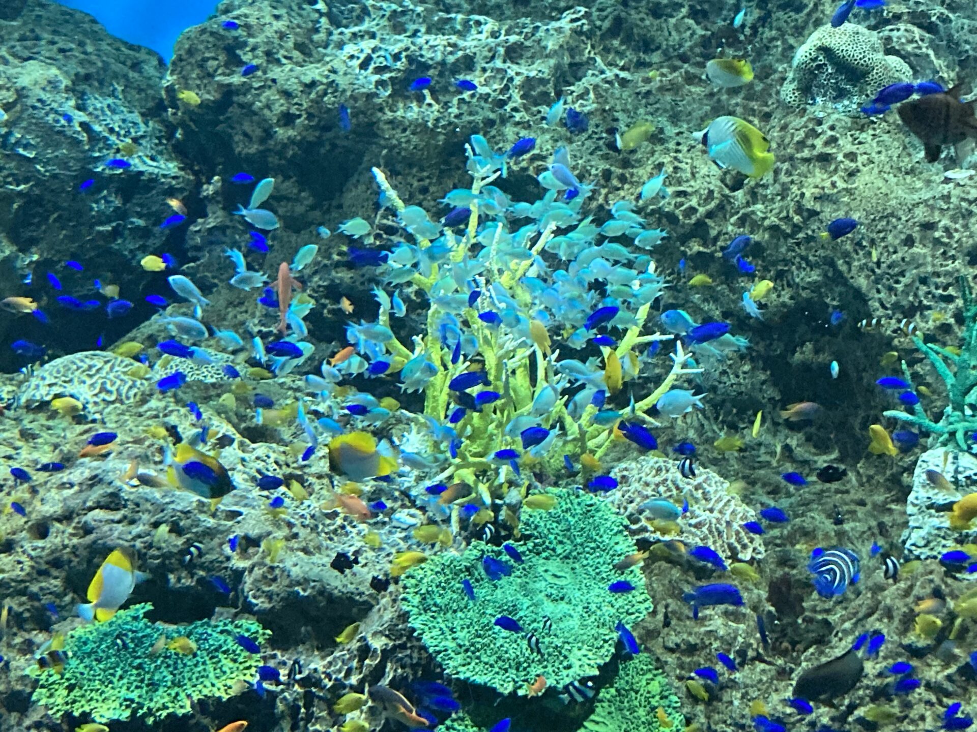 “ฝูงปลาในแนวปะการังระยิบระยับ” เพิ่มพลังตั้งแต่วันเสาร์ที่ 2023 กรกฎาคม 7!